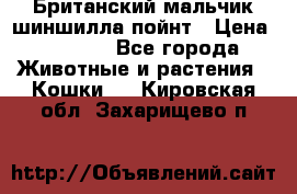 Британский мальчик шиншилла-пойнт › Цена ­ 5 000 - Все города Животные и растения » Кошки   . Кировская обл.,Захарищево п.